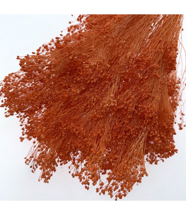 Orange Broom Bloom dried flowers | Length ± 50 centimetres | 7 - 9 stems per bunch | Available to order per bunch