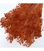 Orange Broom Bloom dried flowers | Length ± 50 centimetres | 7 - 9 stems per bunch | Available to order per bunch