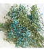 Gypsophila Mix droogbloemen | Aqua blauwe en groen | Lengte ± 65 centimeter | Per 5 takken te bestellen