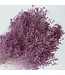 Milk purple Broom Bloom dried flowers | Length ± 50 centimetres | 7 - 9 stems per bunch | Available per bunch