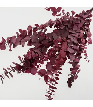 Dutch Dried Naturally Purple, Red, Pink Eucalyptus Cinerea dried flowers | Length ± 70 centimetres | ± 150 grams | Per bunch