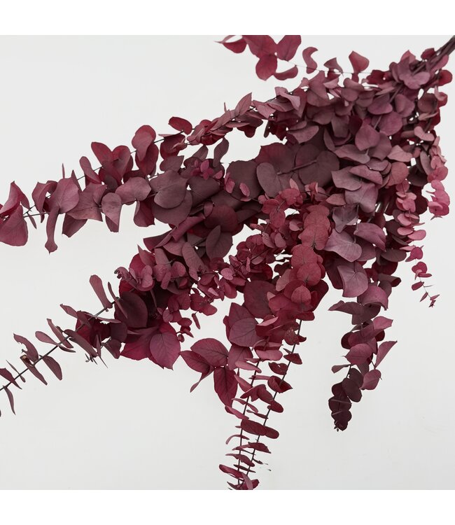 Naturally Purple, Red, Pink Eucalyptus Cinerea dried flowers | Length ± 70 centimetres | ± 150 grams | Available per bunch