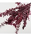 Naturally Purple, Red, Pink Eucalyptus Cinerea dried flowers | Length ± 70 centimetres | ± 150 grams | Available per bunch