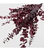 Naturally Purple, Red, Pink Eucalyptus Cinerea dried flowers | Length ± 70 centimetres | ± 150 grams | Available per bunch