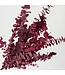 Naturally Purple, Red, Pink Eucalyptus Cinerea dried flowers | Length ± 70 centimetres | ± 150 grams | Available per bunch