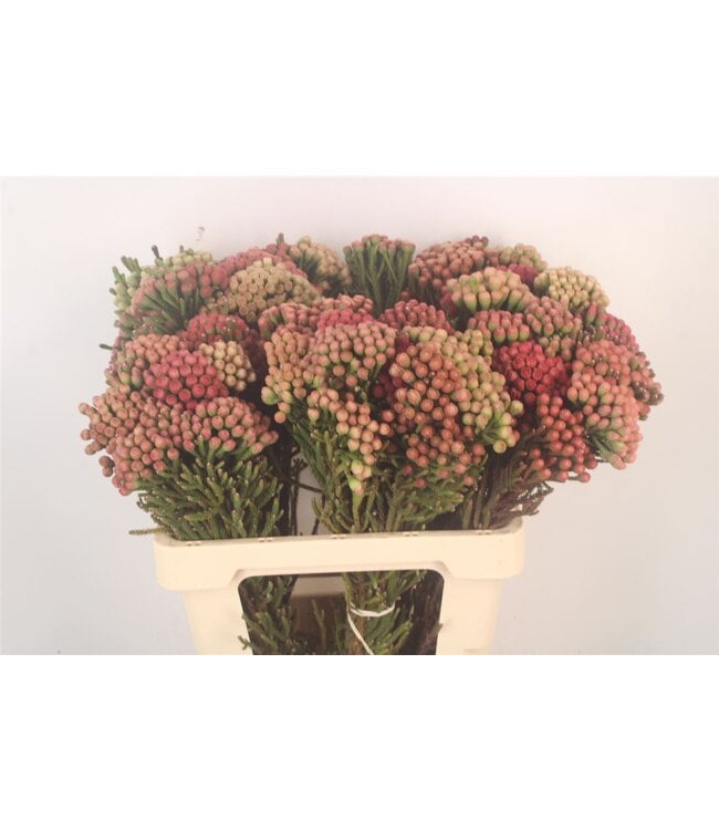Kaaps Brunia La Red ( x 10 )