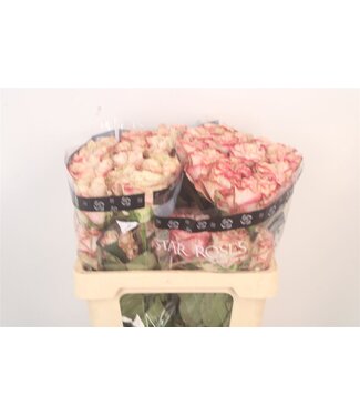 SLF R Gr Ec Country Candy ( x 25 )