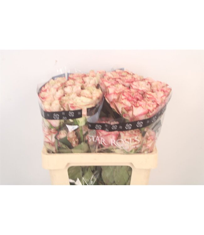 R Gr Ec Country Candy ( x 25 )