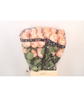 SLF R Gr Ec Crown Princess ( x 25 )
