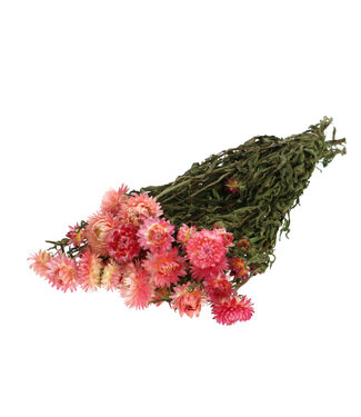 4A Droogbloem Helichrysum 45cm 100g ( x 1 )