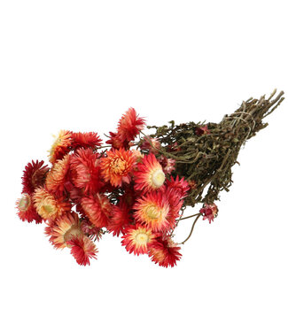 4A Droogbloem Helichrysum 45cm 100g ( x 1 )