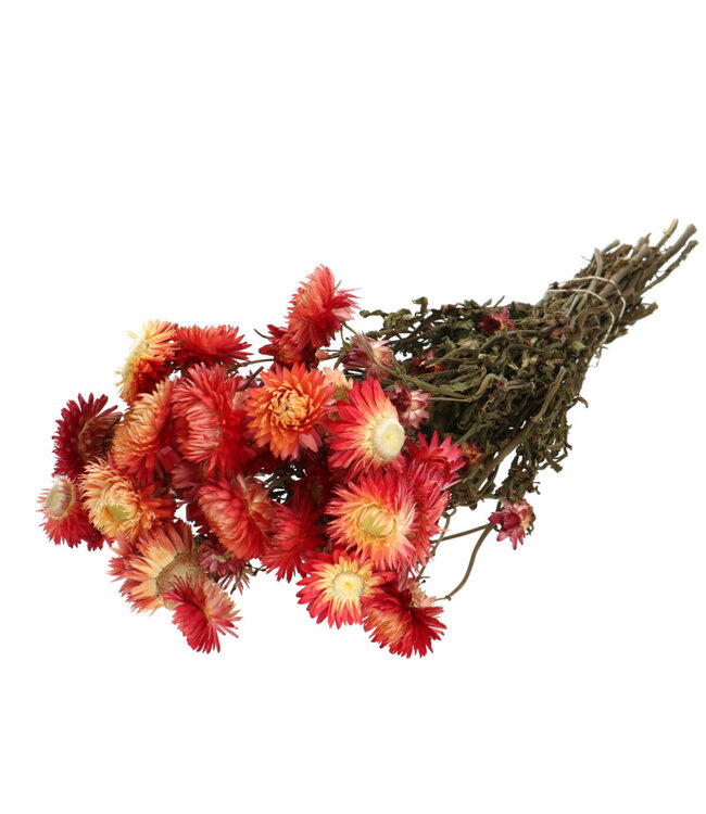 Droogbloem Helichrysum 45cm 100g ( x 1 )