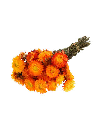 4A Droogbloem Helichrysum 45cm 100g ( x 1 )