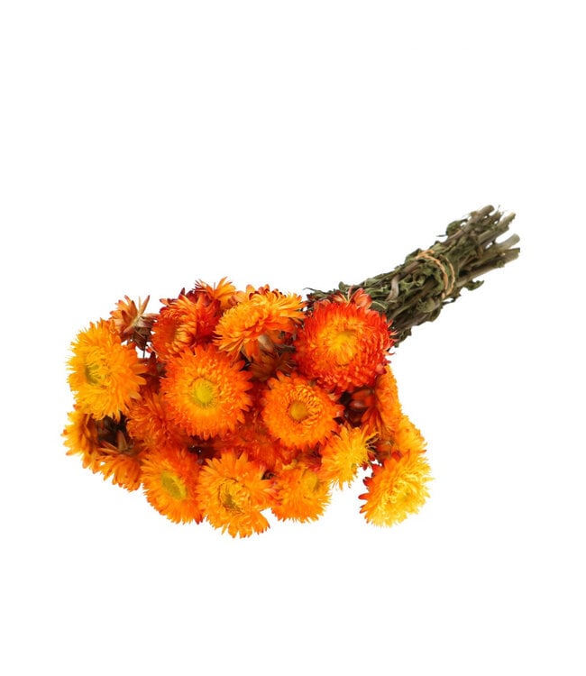 Droogbloem Helichrysum 45cm 100g ( x 1 )
