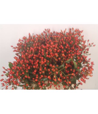 SLF Rosa Mag Miracle ( x 20 )