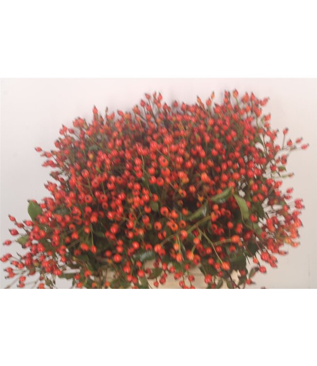 Rosa Mag Miracle ( x 20 )