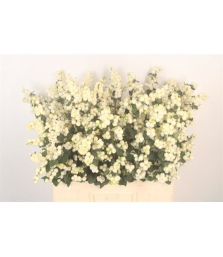 SLF Sympho Mag Lemon Lime ( x 5 )