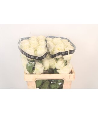 SLF R Gr Ec Angel Kiss ( x 25 )