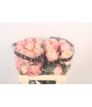 SLF R Gr Ec Cream X-pression ( x 25 )