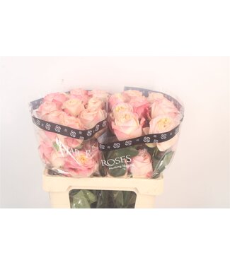 SLF R Gr Ec Fatima Garden ( x 25 )