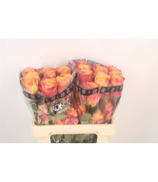SLF R Gr Ec Honey Bee ( x 25 )