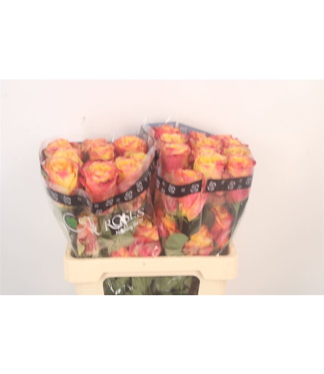 R Gr Ec Honey Bee ( x 25 )
