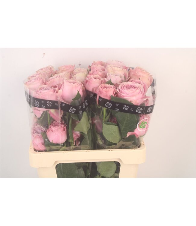 R Gr Ec Peonikiss ( x 25 )