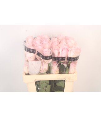 SLF R Gr Ec Pink Porcelain ( x 25 )