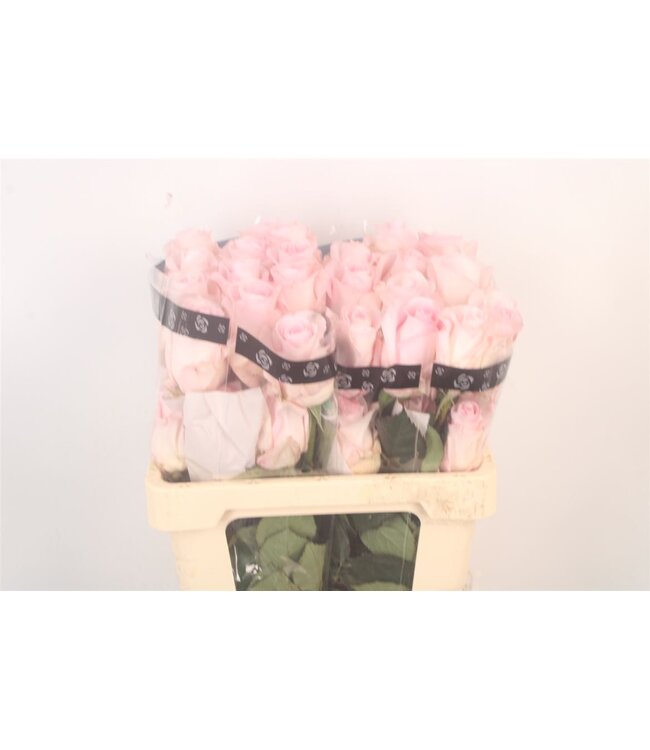 R Gr Ec Pink Porcelain ( x 25 )