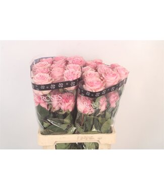 SLF R Gr Ec Pink X-pression ( x 25 )