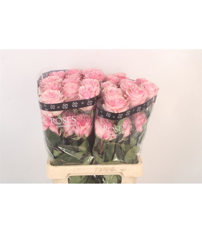 R Gr Ec Pink X-pression ( x 25 )