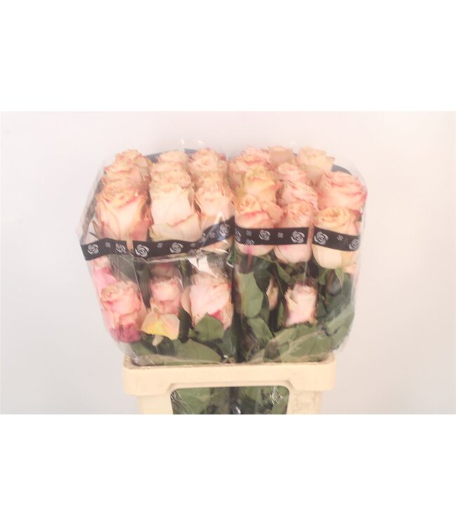 R Gr Ec Princess Crown ( x 25 )