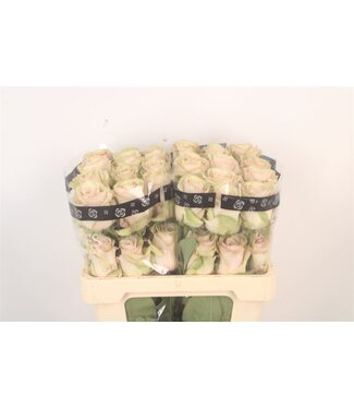 SLF R Gr Ec Romina ( x 25 )