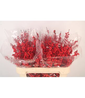 SLF Ilex Verticilata Red Premium ( x 5 )