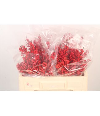 SLF Ilex Verticilata Red Premium ( x 10 )