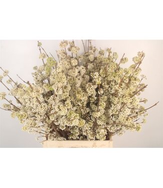 SLF Callic Mag Snowqueen ( x 25 )