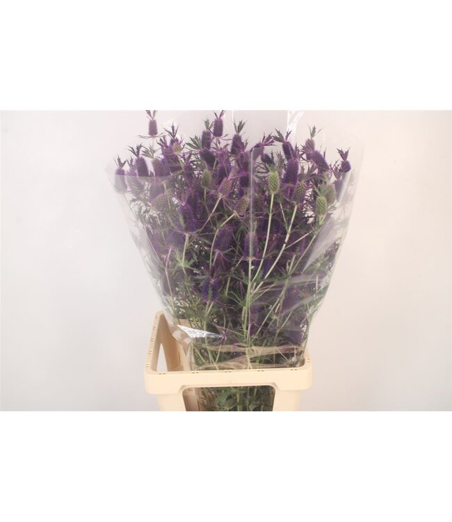 Eryngium Ov ( x 10 )