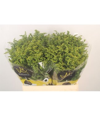 SLF Solidago Carzan Glory ( x 25 )