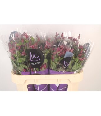 SLF Clematis Amazing Kyiv Pink ( x 10 )