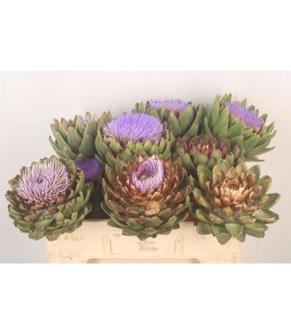 SLF Cynara Sc Green Globe ( x 3 )