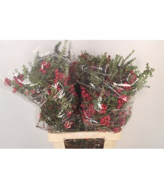 SLF Gaultheria Mucronata ( x 10 )