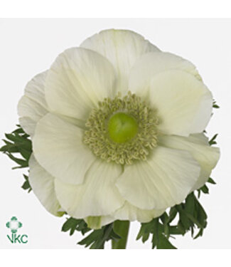 SLF Anemone Mistral White ( Panda ) ( x 10 )