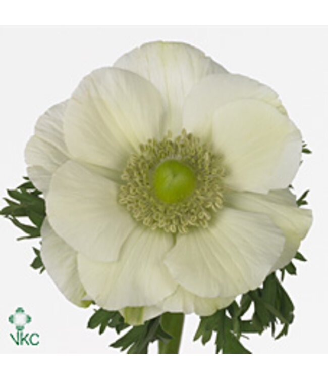 Anemone Mistral White ( Panda ) ( x 10 )