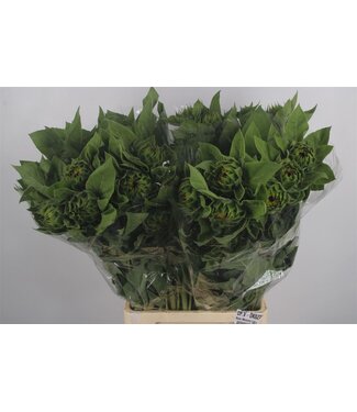 SLF Helianthus Vincent Choice ( x 10 )