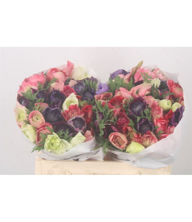 Anemone Levante Mixed In Bunch ( x 50 )