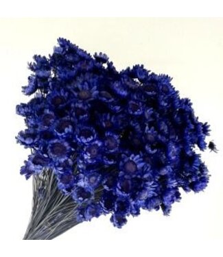 Casa Alegria Dark blue Glixia dried flowers | Weight ± 50 grams | Length ± 45 centimetres | Per bunch