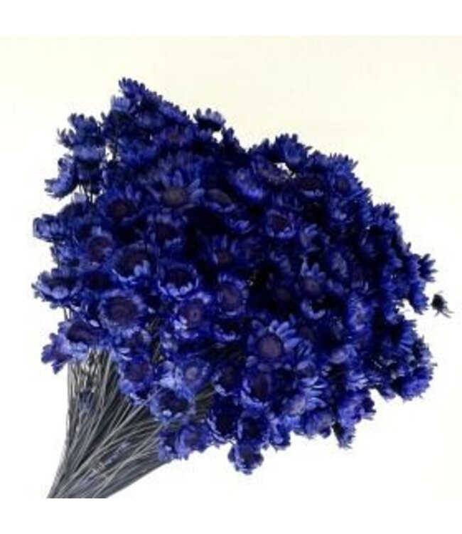 Dark blue Glixia dried flowers | Weight ± 50 grams | Length ± 45 centimetres | Available per bunch