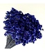 Dark blue Glixia dried flowers | Weight ± 50 grams | Length ± 45 centimetres | Available per bunch