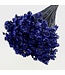 Dark blue Glixia dried flowers | Weight ± 50 grams | Length ± 45 centimetres | Available per bunch