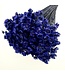 Dark blue Glixia dried flowers | Weight ± 50 grams | Length ± 45 centimetres | Available per bunch